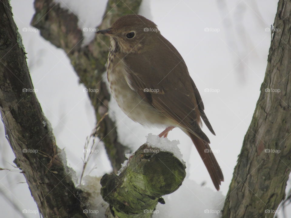 Hermit thrush foraging in the snow