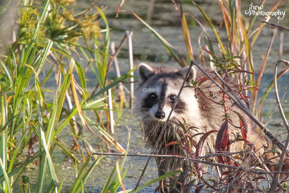 Raccoon in the north shore marsh of Lake Apopka