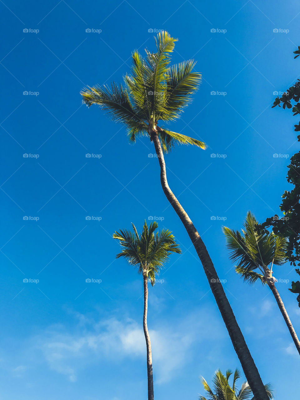 huge and beautiful coconut trees on the beach of Coroa Vermelha Bahia Brazil