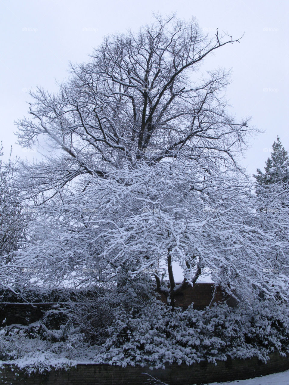 snow winter tree ice by urbanart