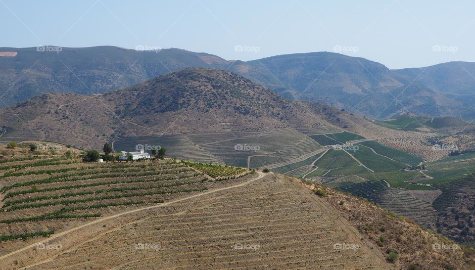 Douro vineyards