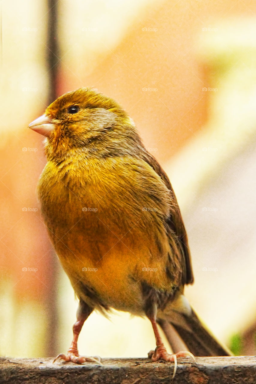 Window bird . one Day a bird came to my window to sing some songs 