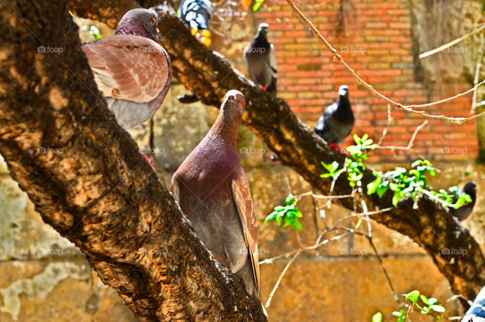Hello there, could you capture us!! Birds, the charming animal that we can capture even in the big city :)