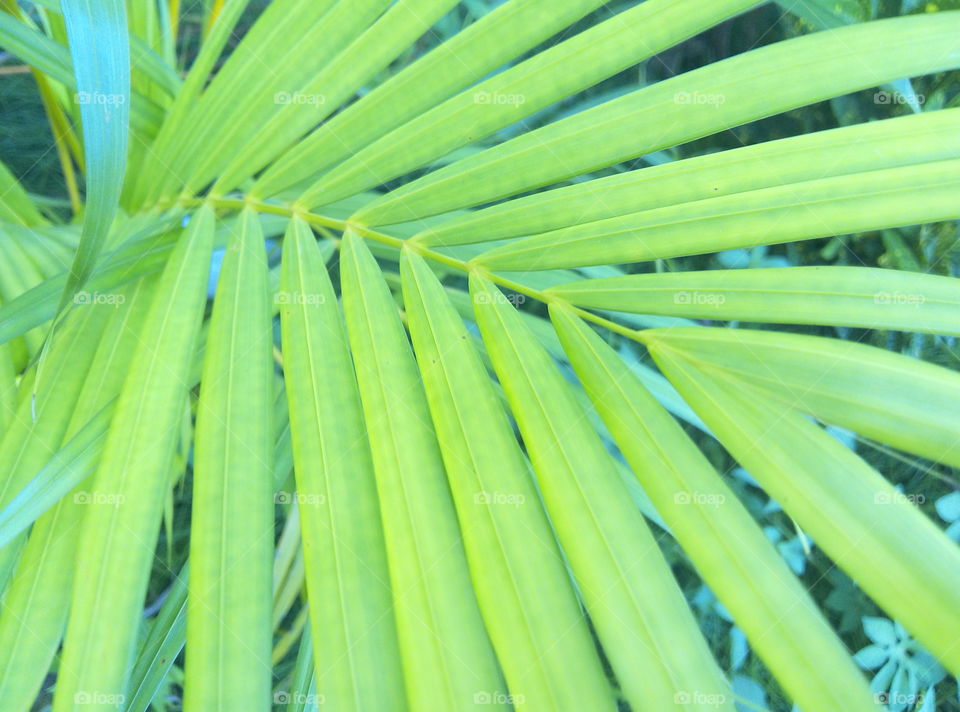 green leaves close-up