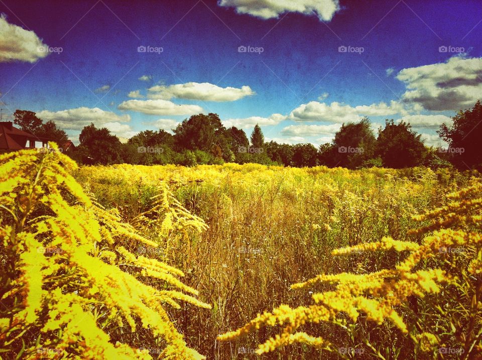 Scenics view of forest