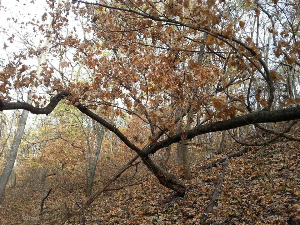Fall asking the Weston Bluffs Trail