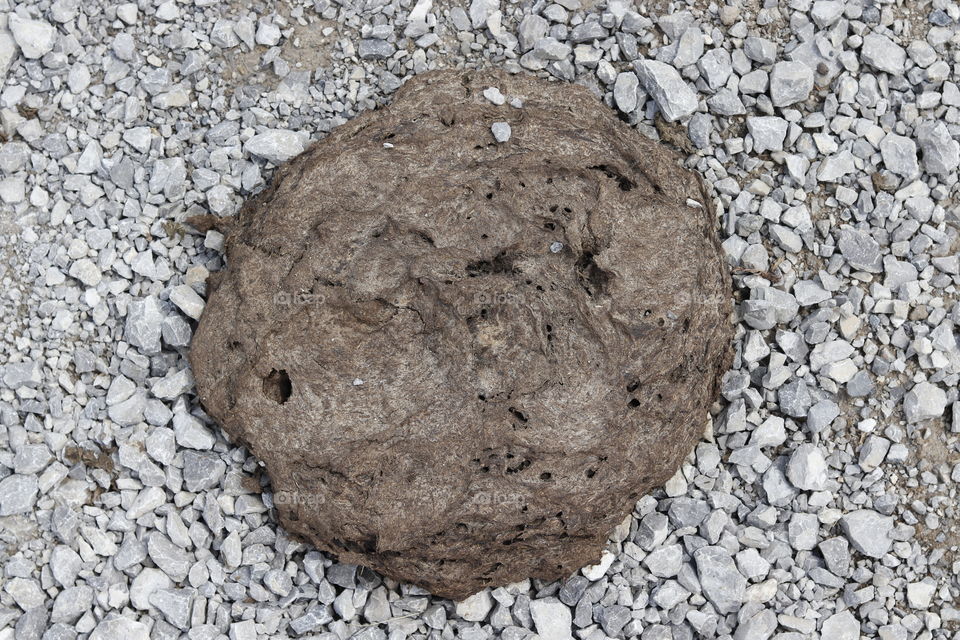 Dried cow dung on gravel stone.