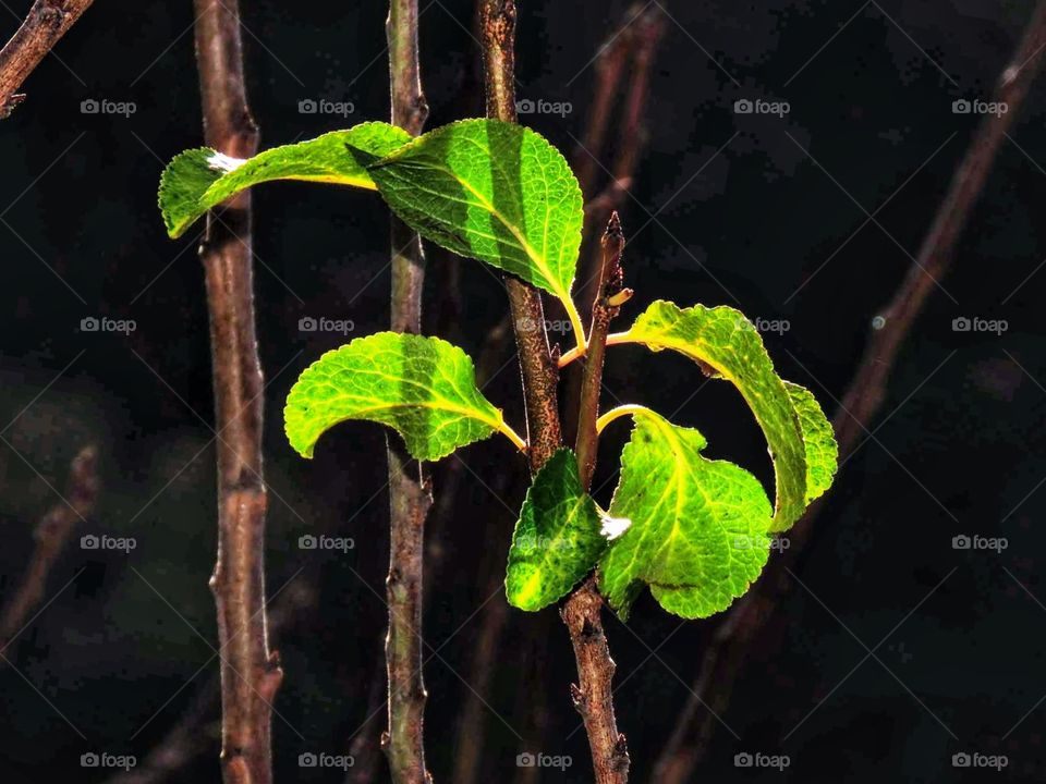 The green color stories