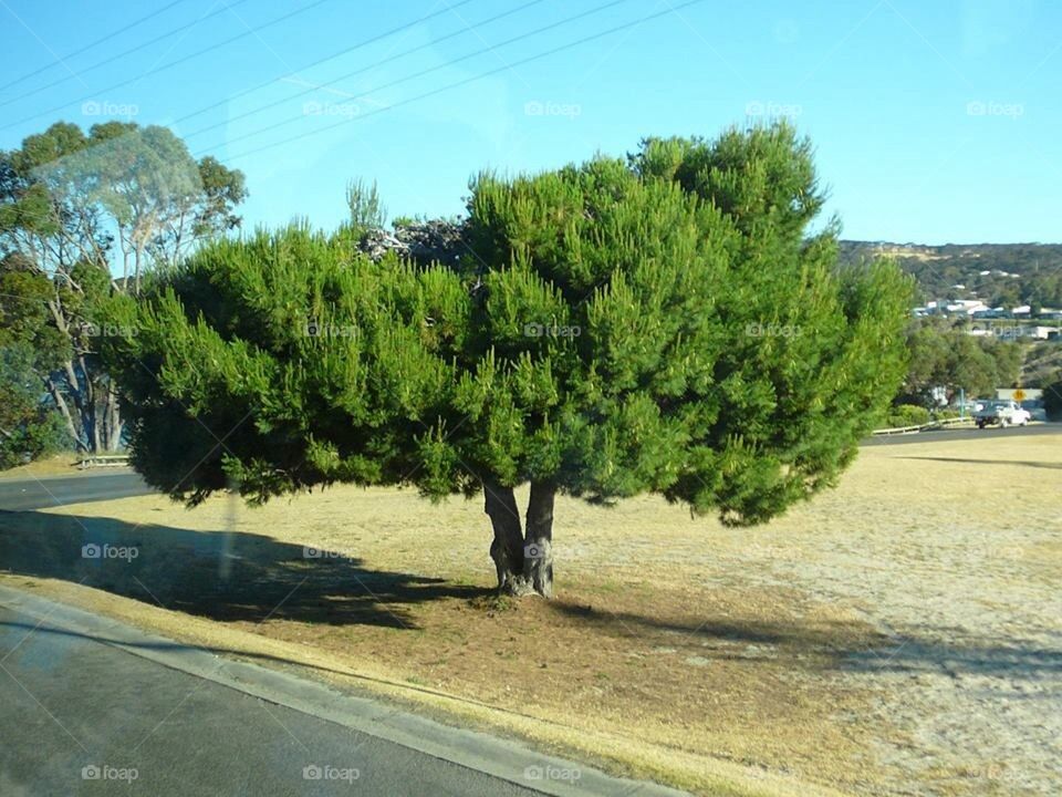 Tree Roadside