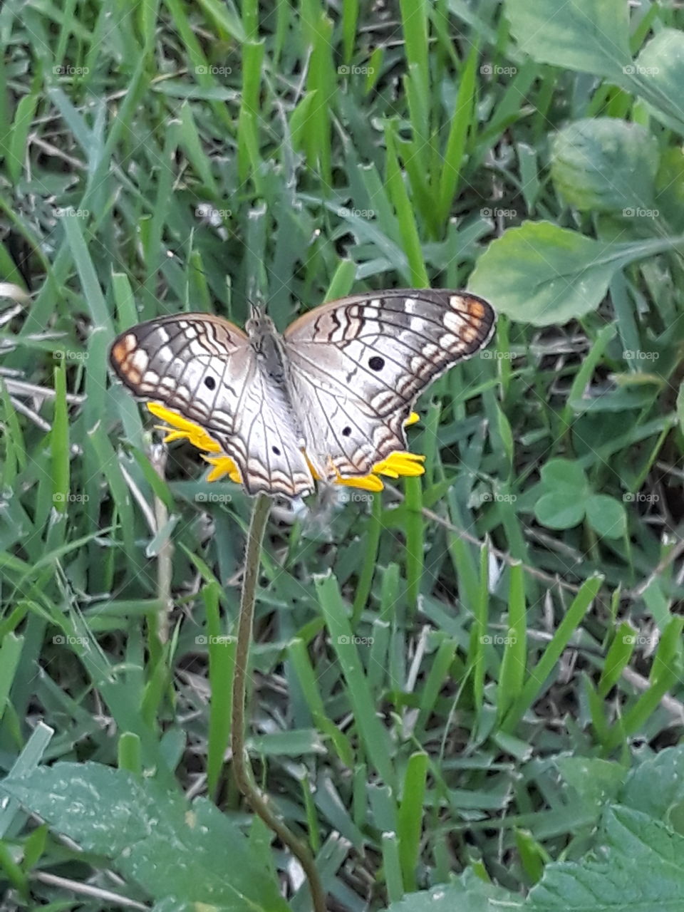 butterfly and yellow