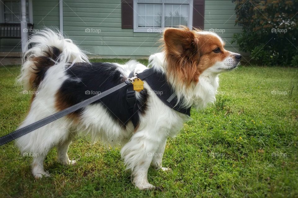 Papillion Out for a Walk in Summer