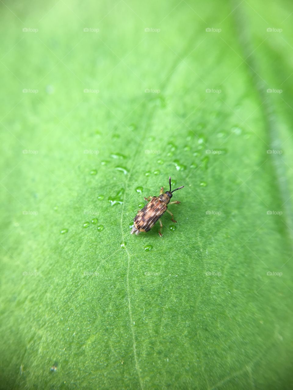 Tiny Beetle or something 