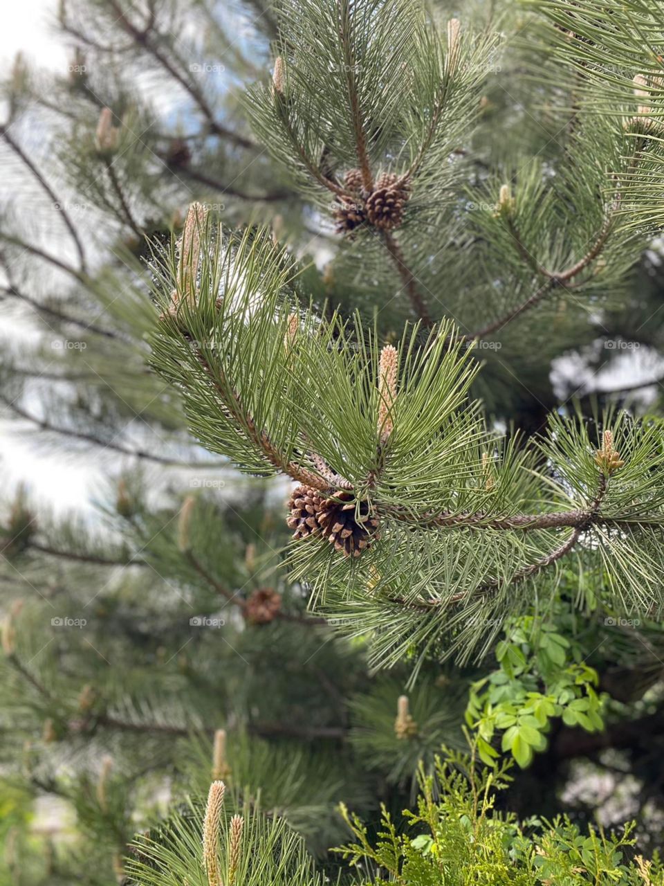 Pine tree
