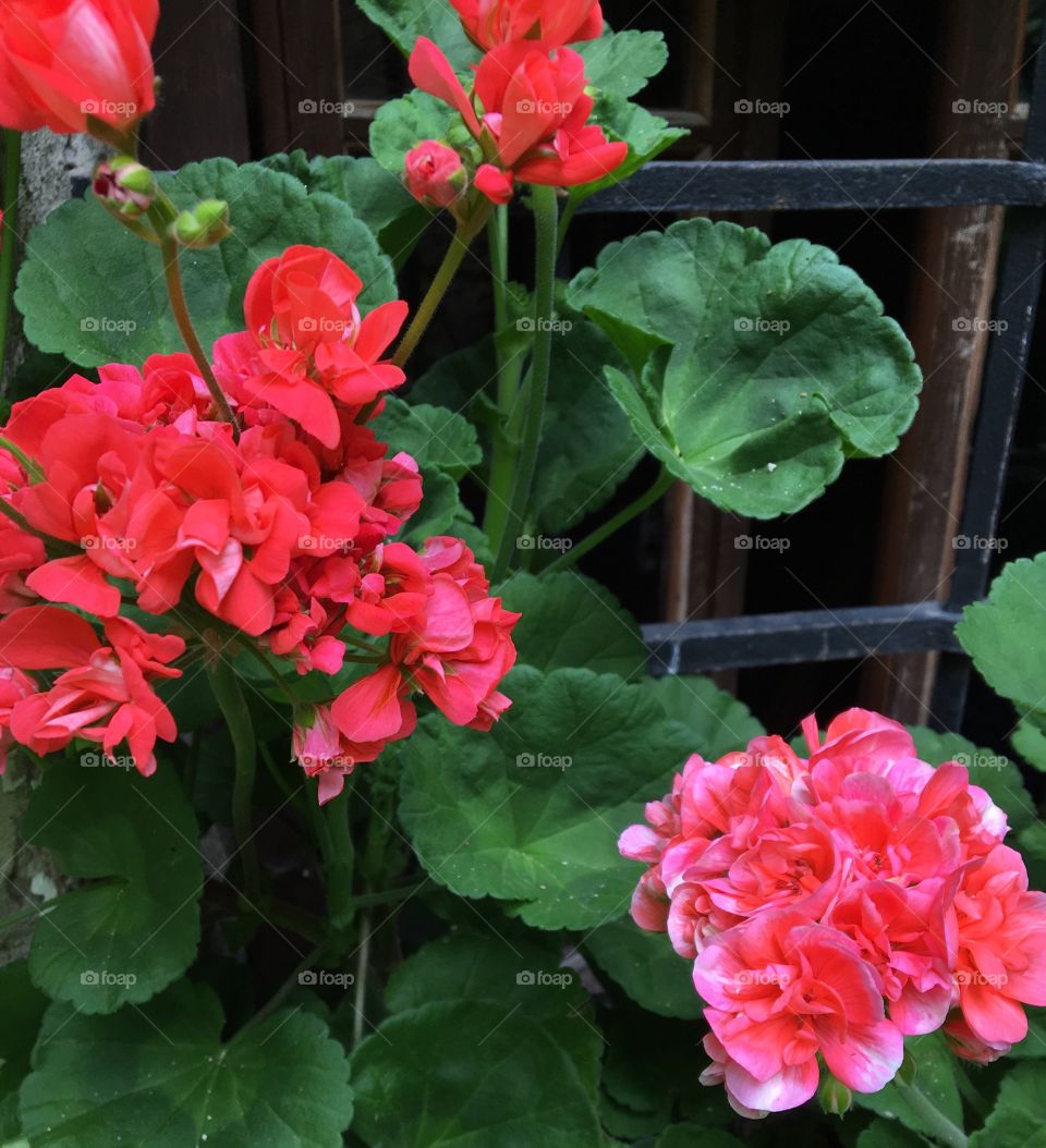 My Geraniums 