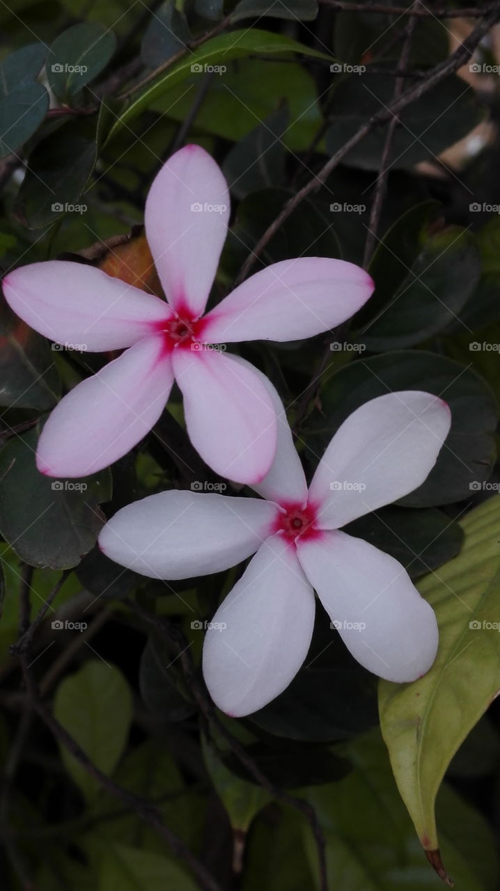 Pink white flowers