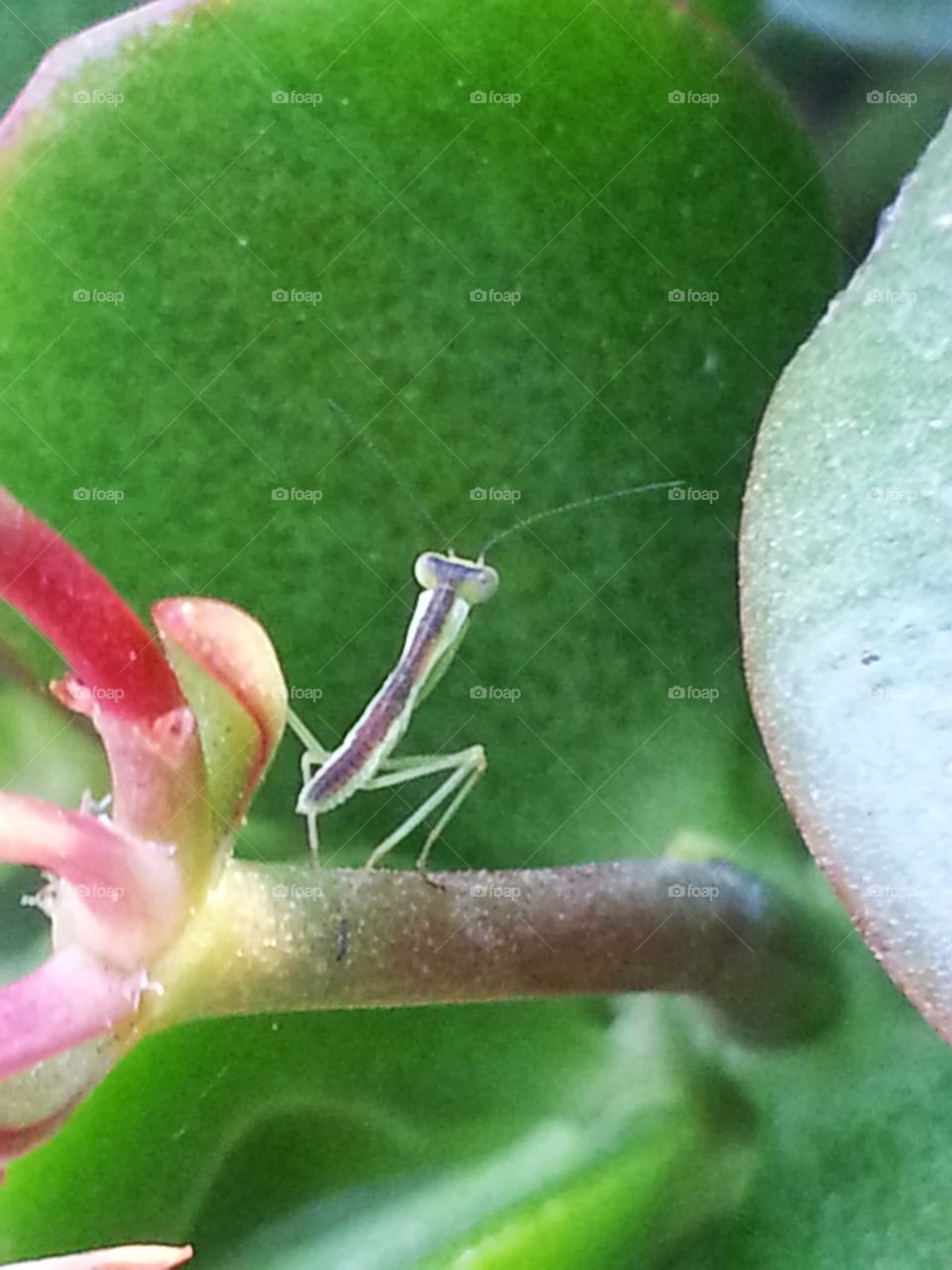 An Insect finding it's way