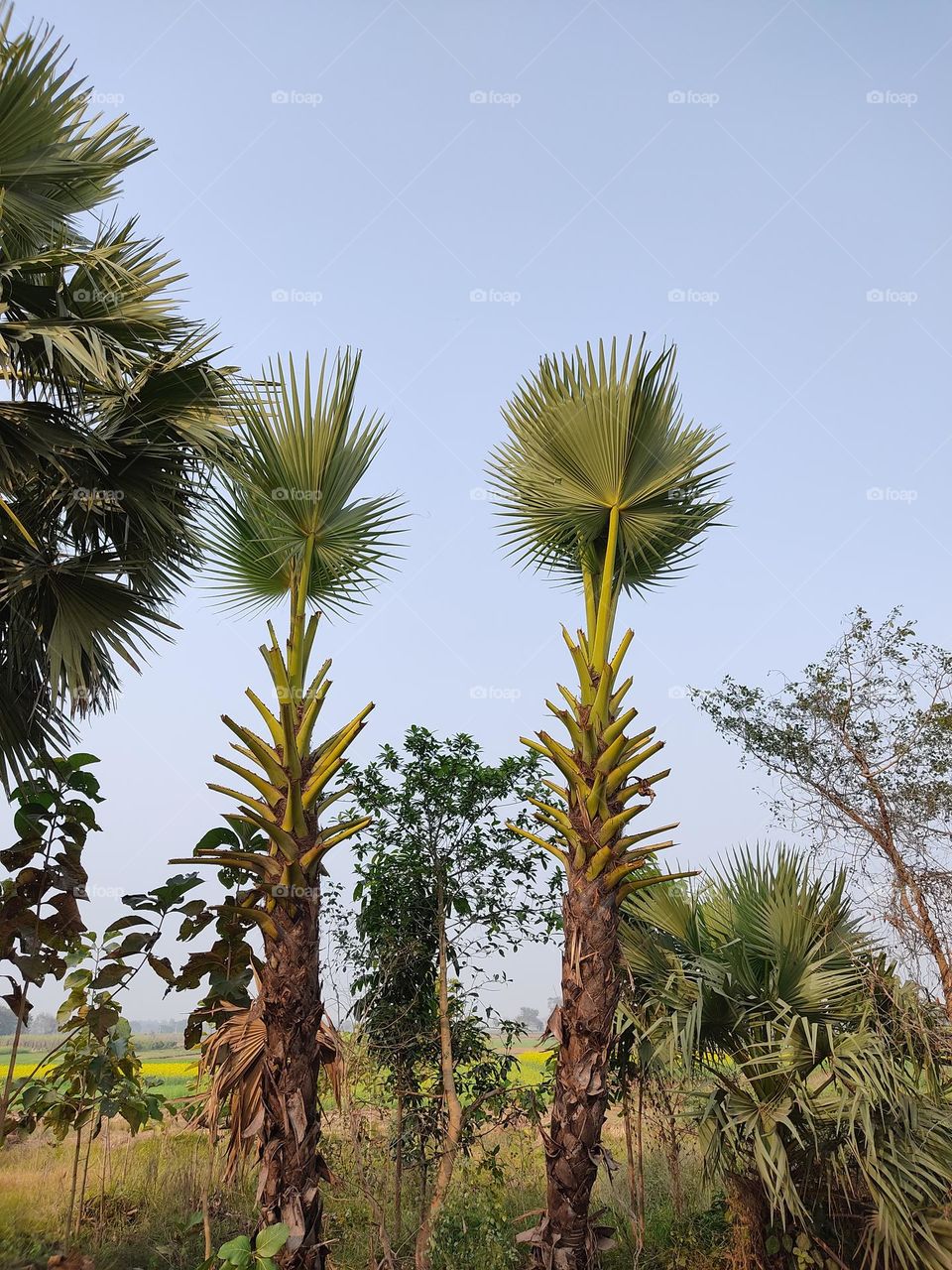 beautiful😍 palm trees🌴🌴
