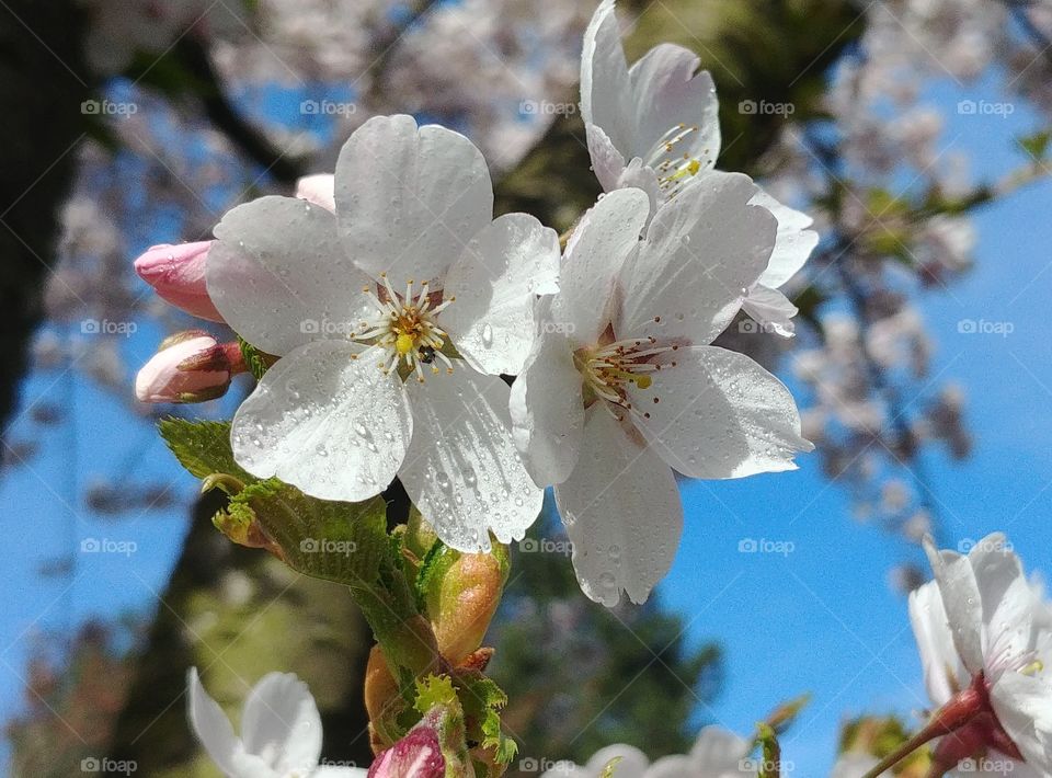 flower Blume blühen Blüten kirsche cherry Frühling Frühjahr natur