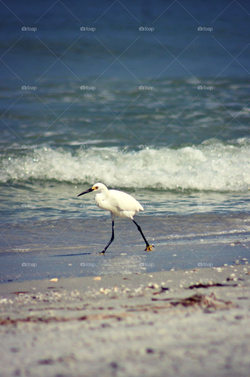 White heron on the beach