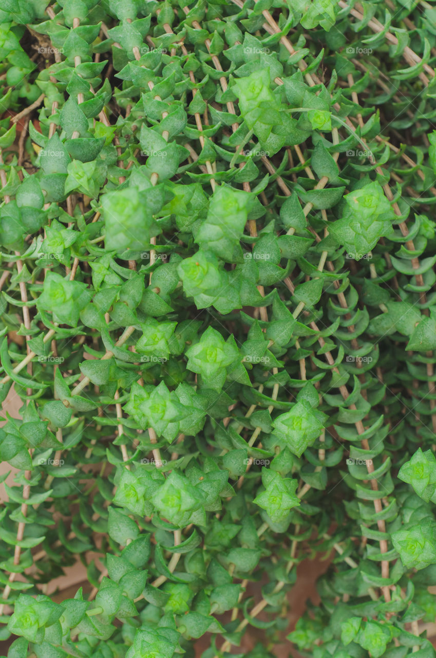 small green leaves pattern 