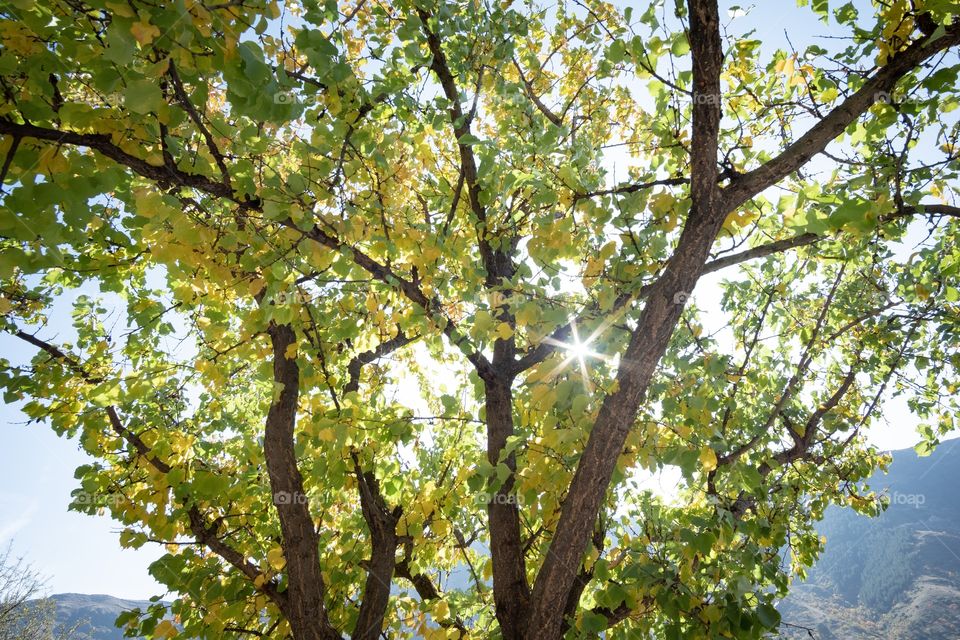 Sun light pass through beautiful tree in Georgia autumn season 