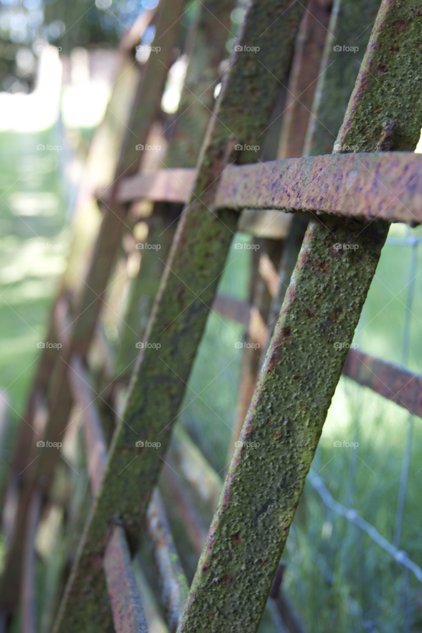 Tree, Nature, Wood, No Person, Outdoors