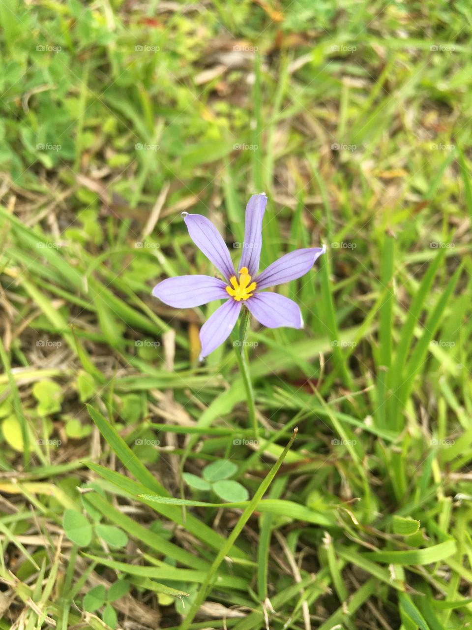 Small purple flower in a field with green grass 