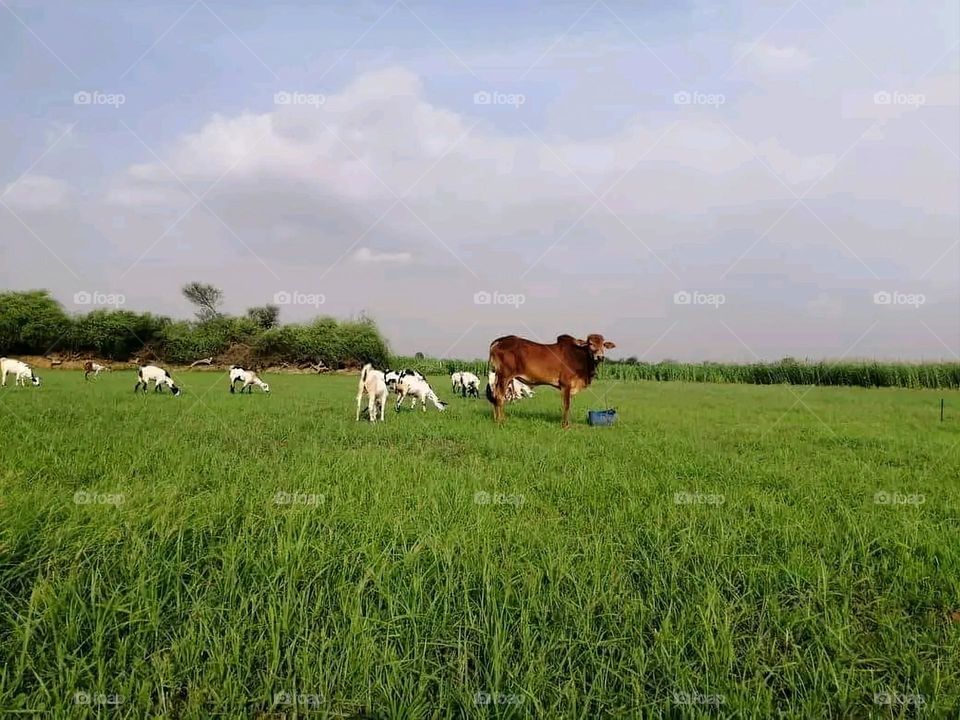 A very beautiful picture, and there is no better picture than it. There is no better picture of green herbs and colorful, red and white roses than it. Glory be to God, the natural and picturesque view, and there is no more
