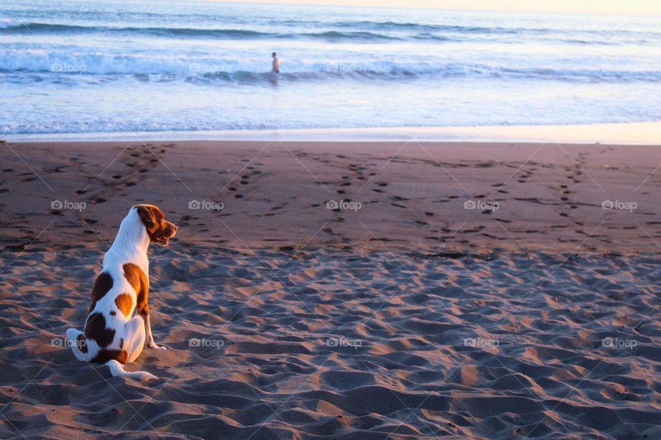 A brown-white dog sitting on the sandy beach while his owner swimming in the ocean