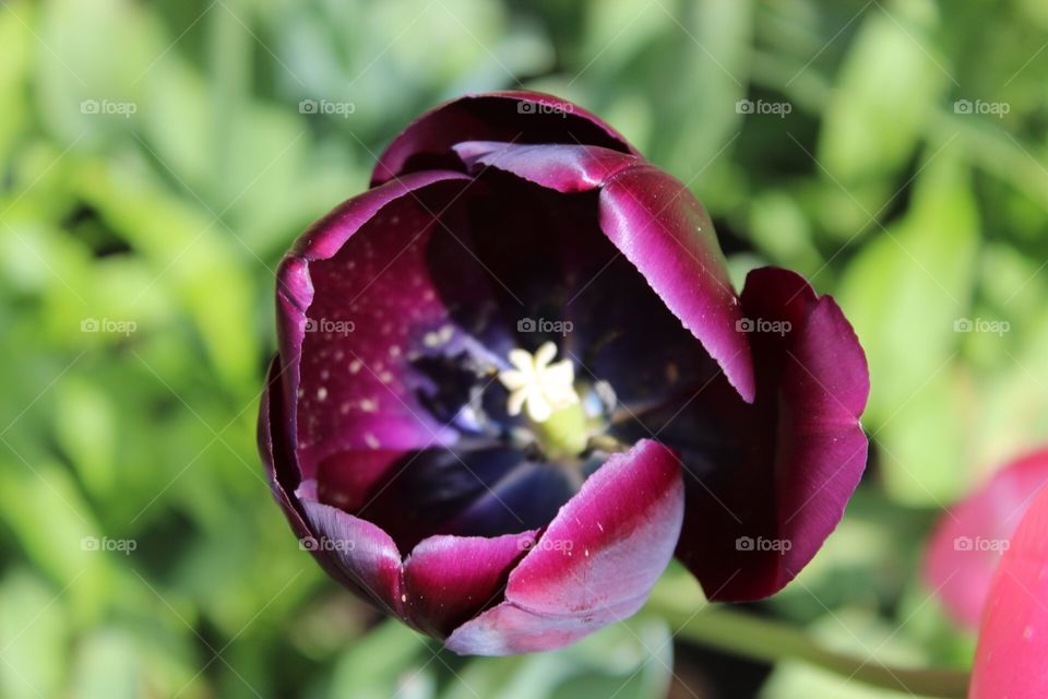 Purple tulip closeup