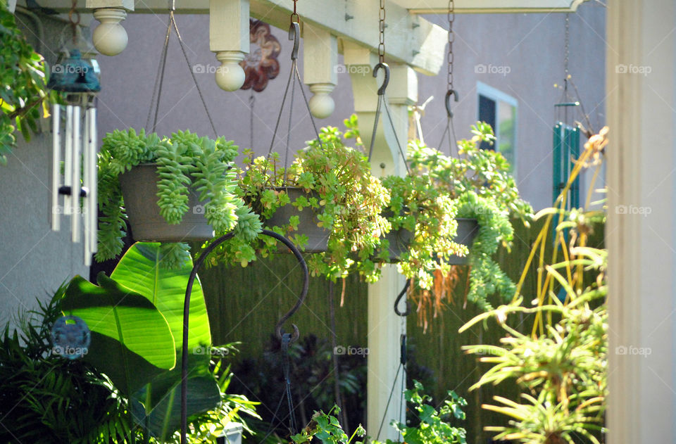 hanging succulents house plants