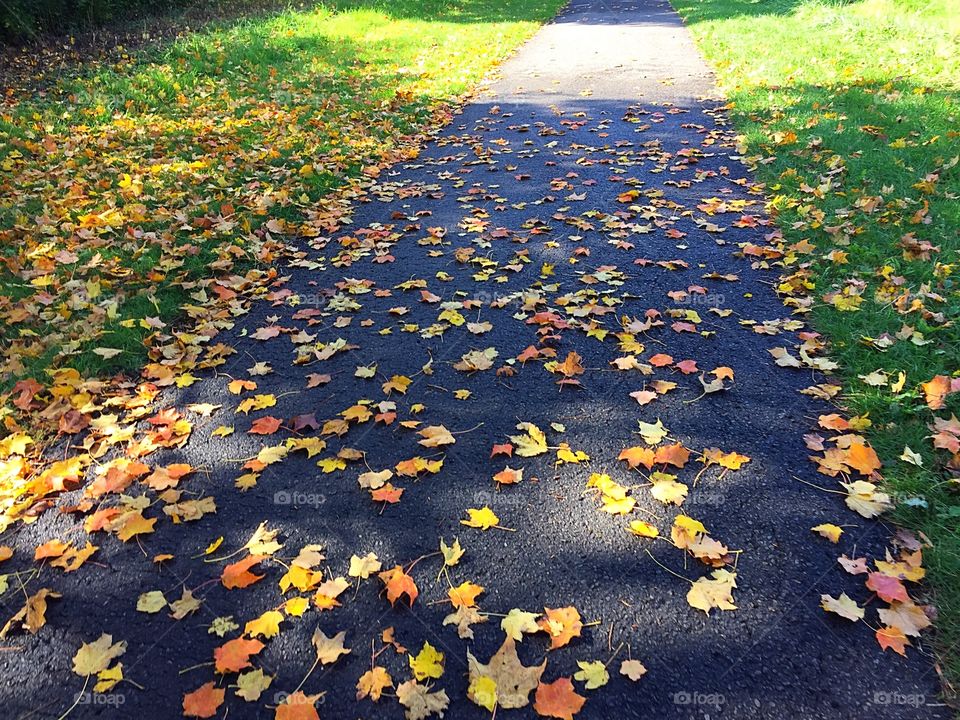 Fall leaves on pathway 