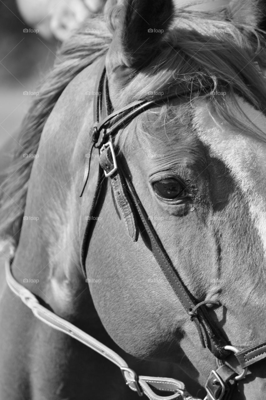 Scout. I loved this horse...