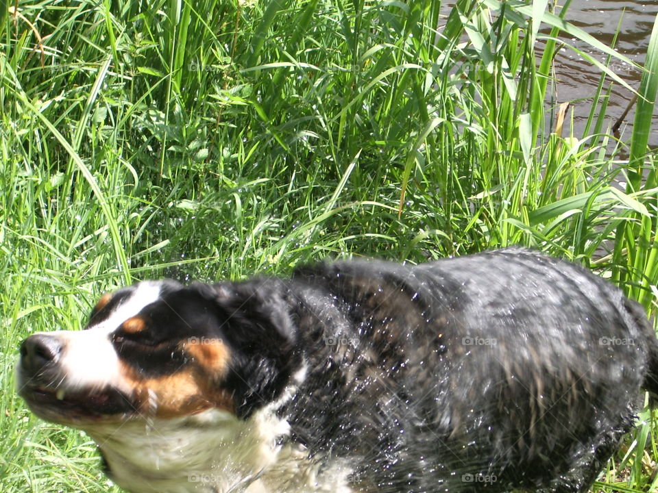 Hund Dog Großer Schweizer