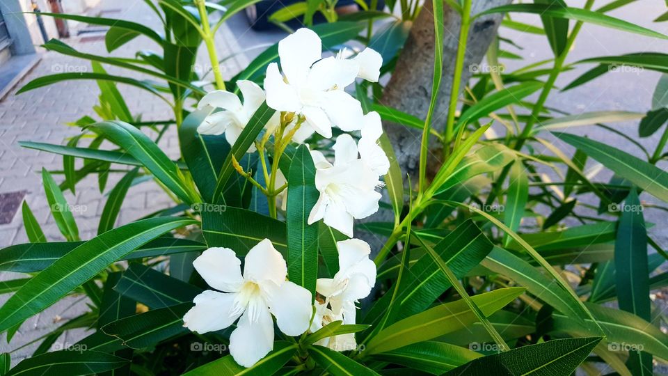 AMAZING WHITE FLOWERS