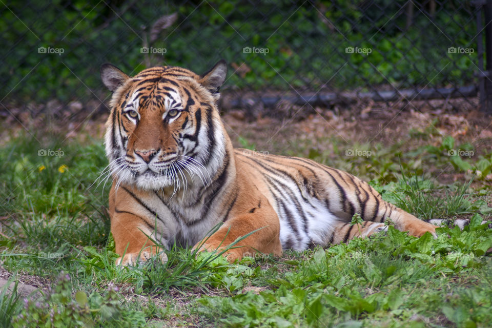 beautiful male tiger