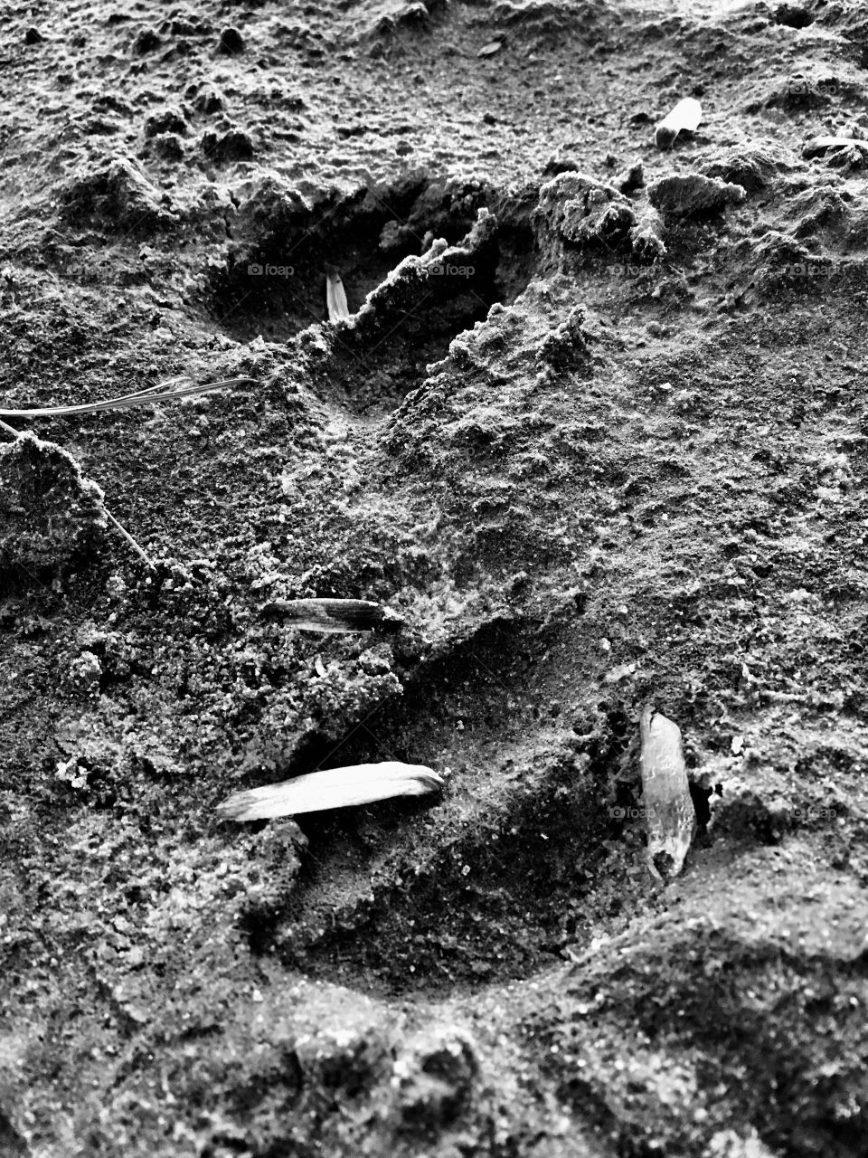 Deer tracks by the lake