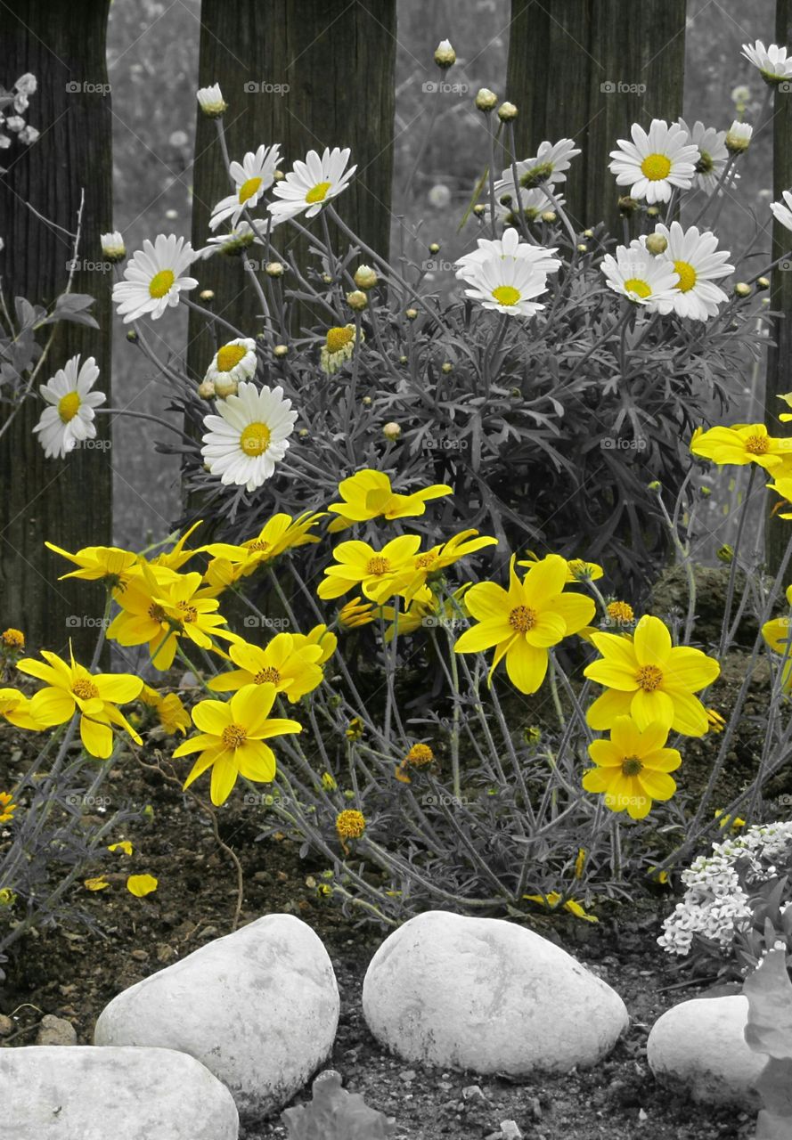 yellow black and white spring bloom
