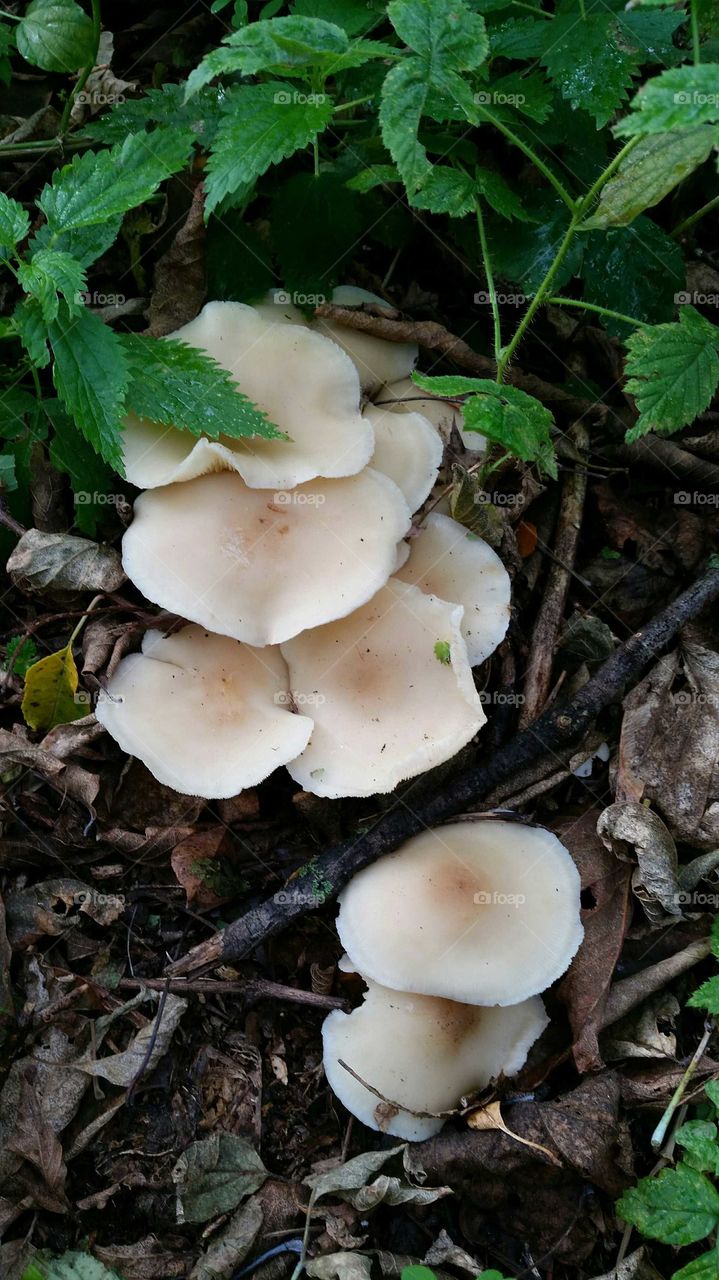 Fungus, Mushroom, Nature, No Person, Fall
