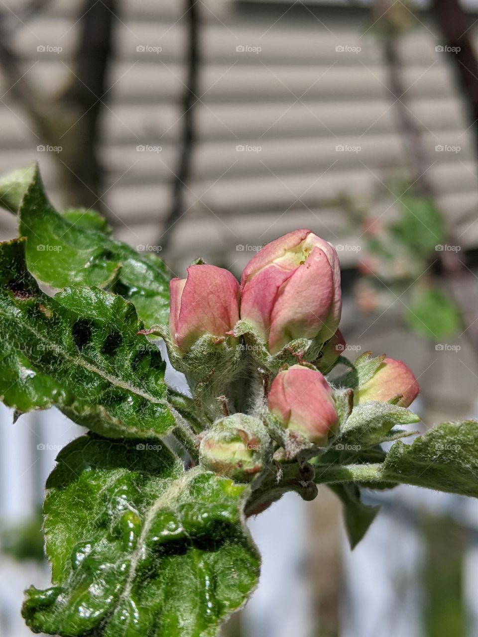 Apple tree flower buds