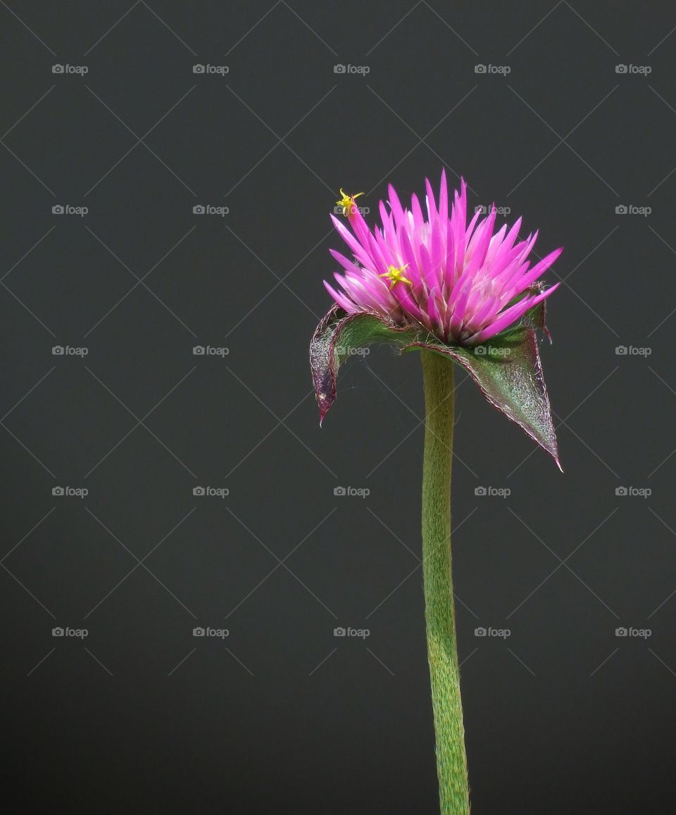 Close up flower bloom