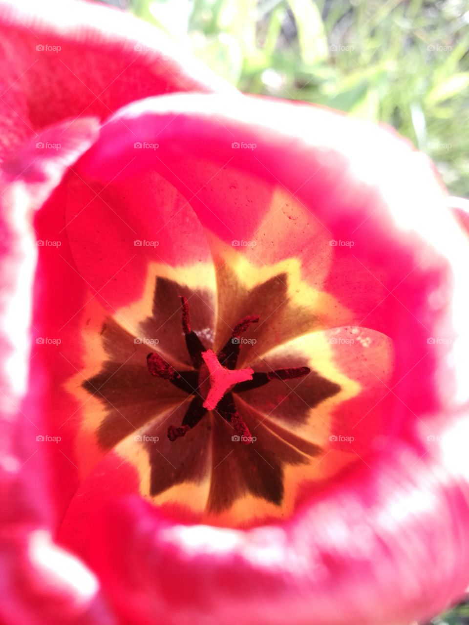red tulip