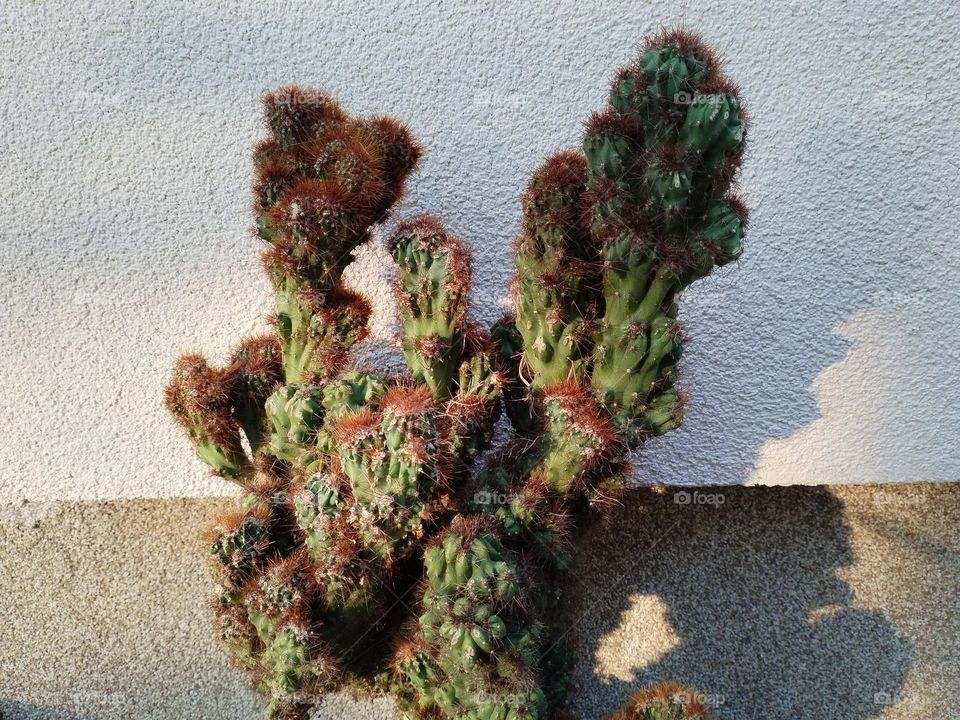 cactus