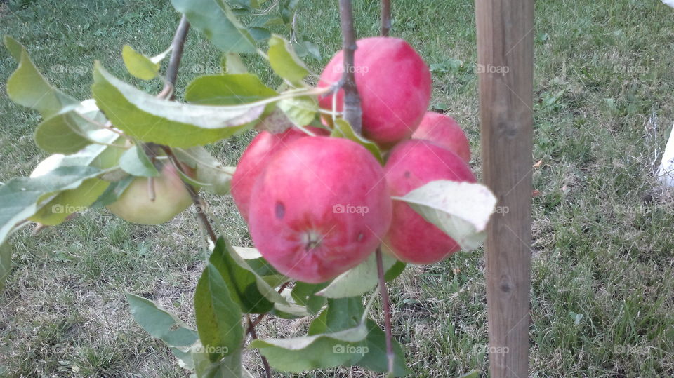 Nature, Fruit, Food, Leaf, Garden