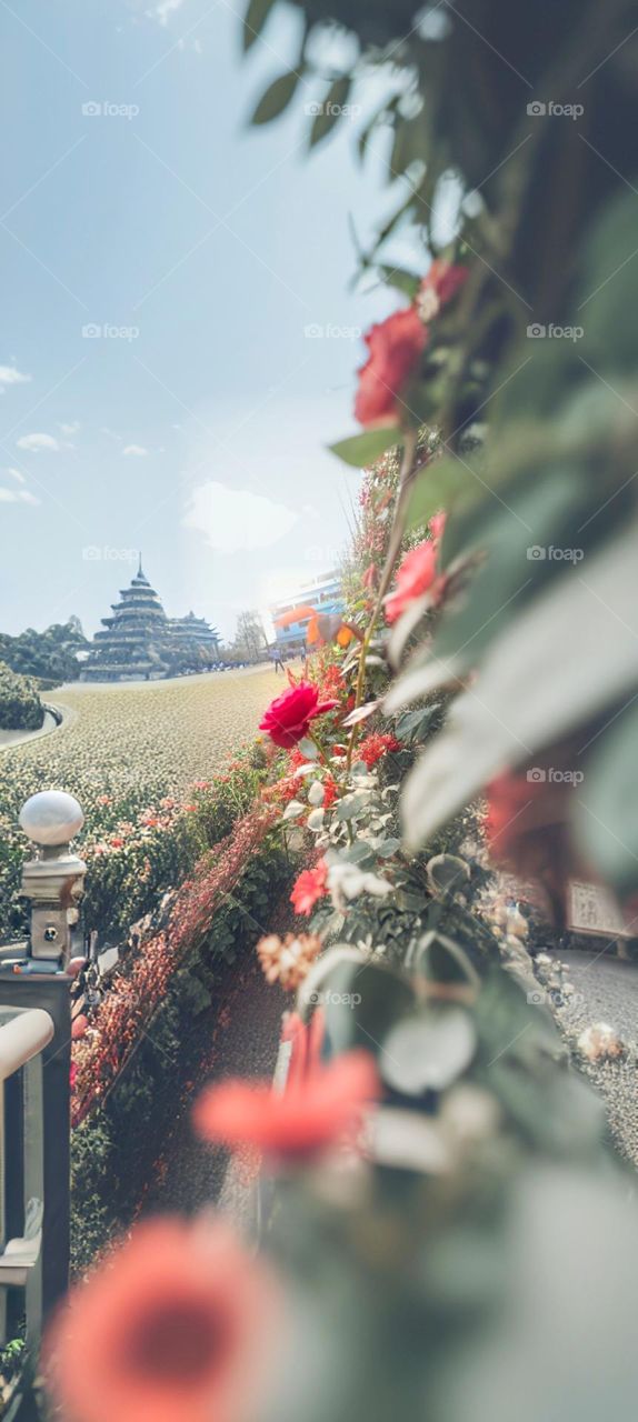 Red roses in the garden.
