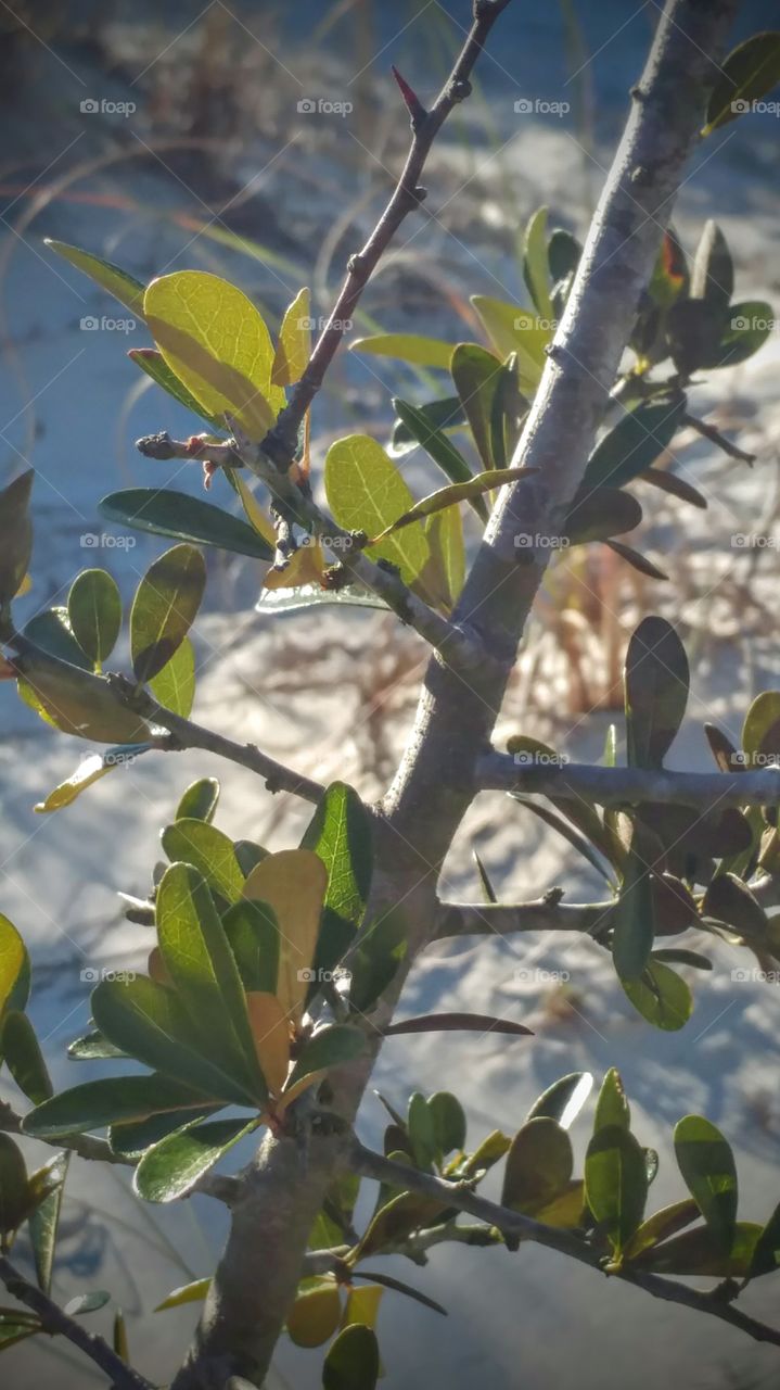 branches on the beach