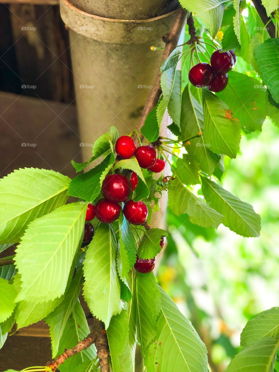 a tree with red cherry