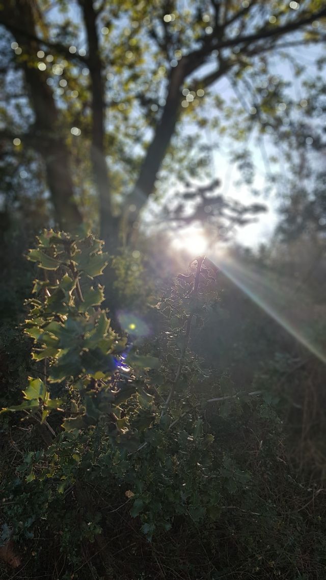 Trees