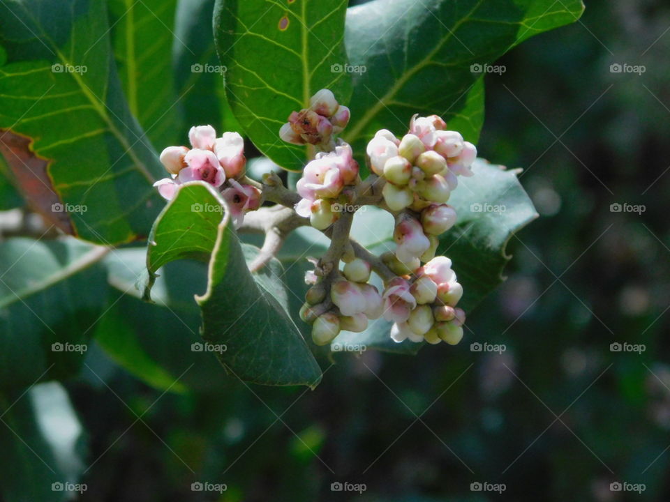 Delicate pink buds blossoming from brown branches surrounded by dark green textured leaves.