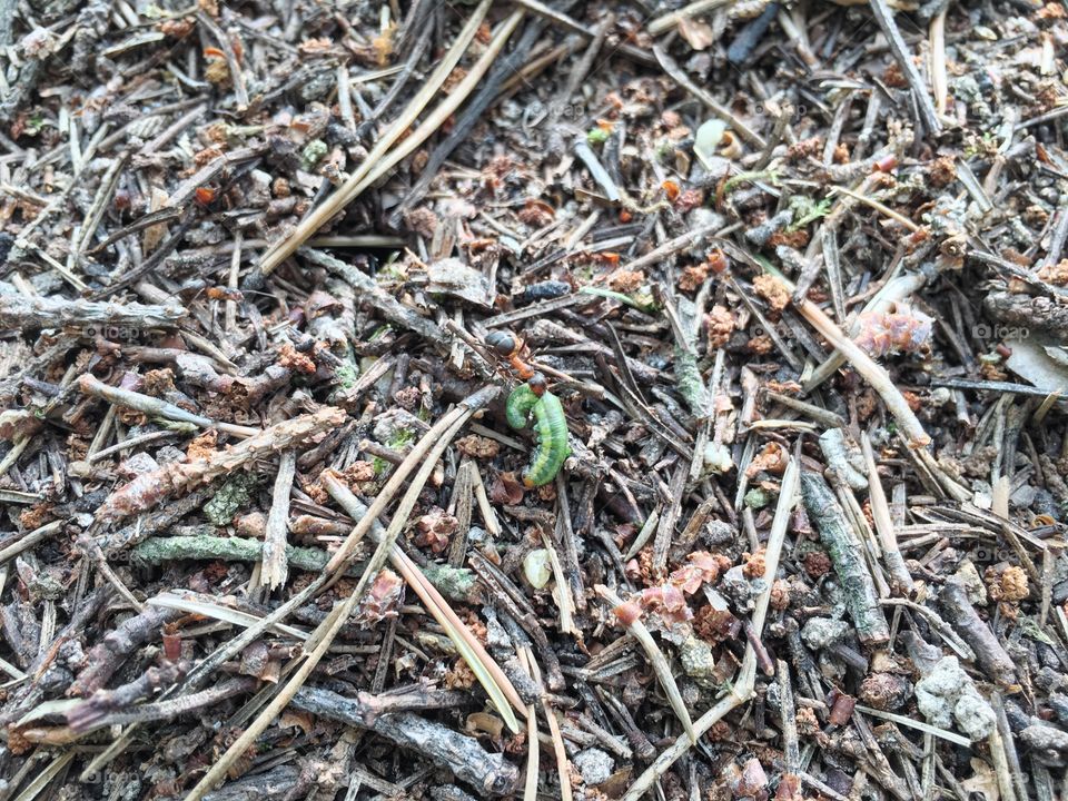 Desktop, Dry, Texture, Nature, Compost